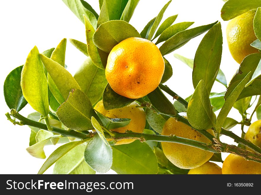 Indoor tangerine tree isolated on white background. Indoor tangerine tree isolated on white background