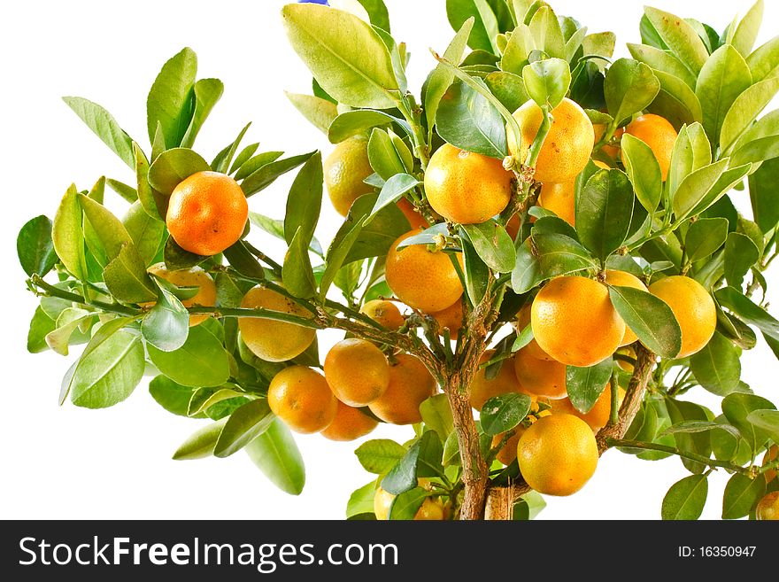 Indoor tangerine tree isolated on white background. Indoor tangerine tree isolated on white background