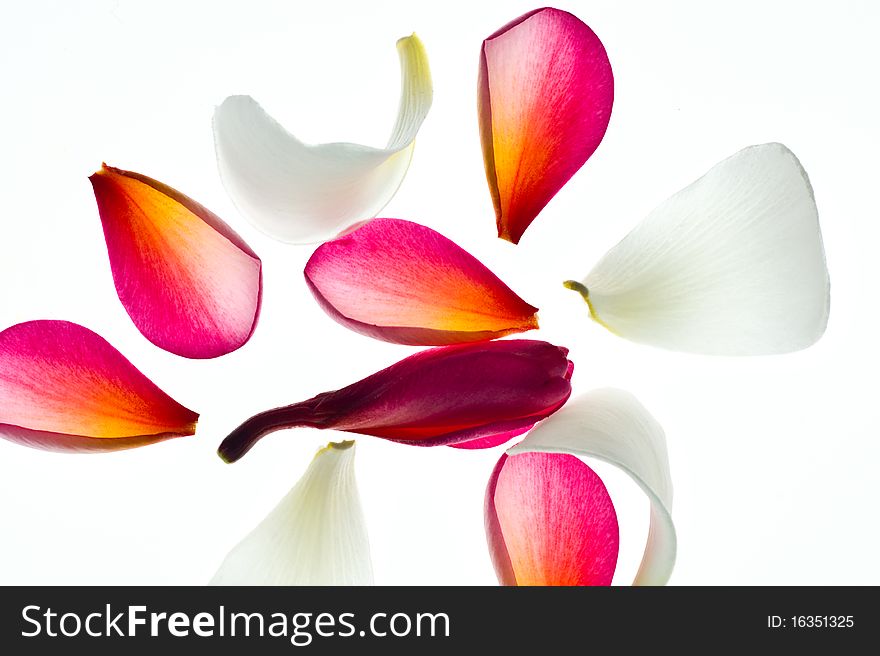 Flower Petals spilled on white background suitable for custom text entries