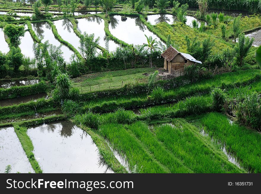 Green rice terraces in Bali, Indonesia