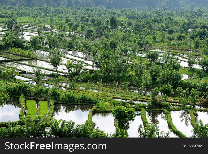 Green rice terraces