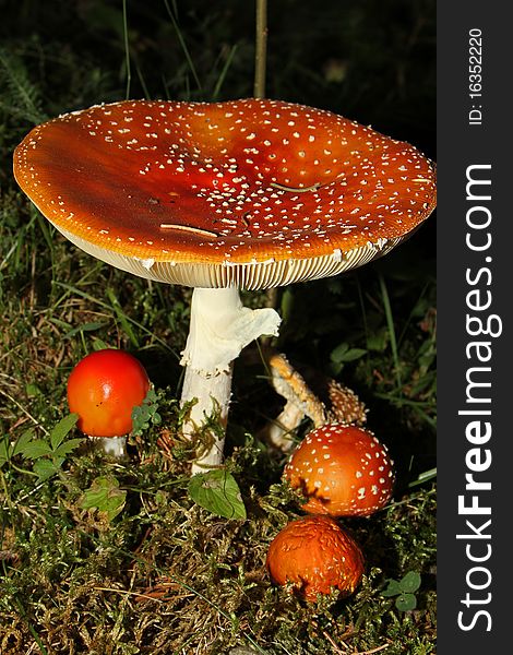 Amanita Muscaria. One of the most dangerous mushrooms in the world