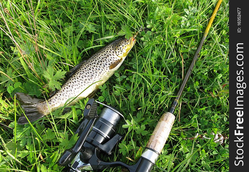 Closeup of trout fish and fishing rod. Closeup of trout fish and fishing rod