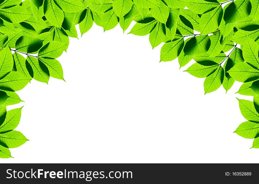 Green Leaves On White Background