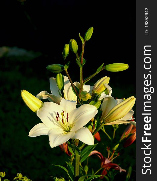 Blooming white lily in the garden. Rural. Blooming white lily in the garden. Rural.