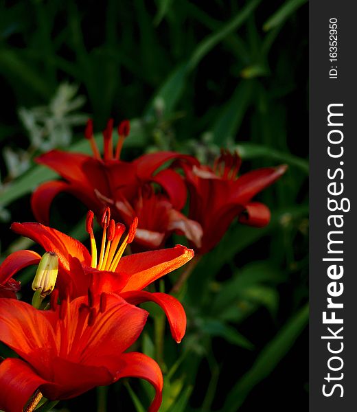 Blooming red lily in the garden. Rural. Blooming red lily in the garden. Rural.