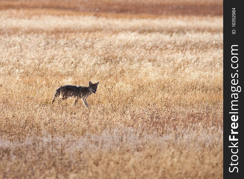 Coyote hunting during the fall season