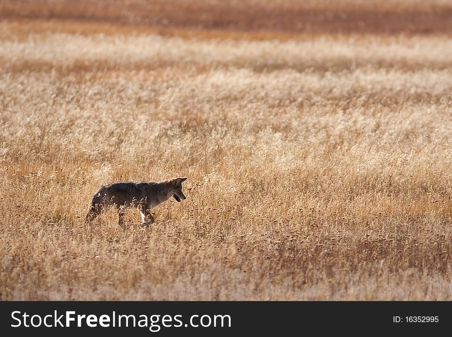 Coyote hunting during the fall season