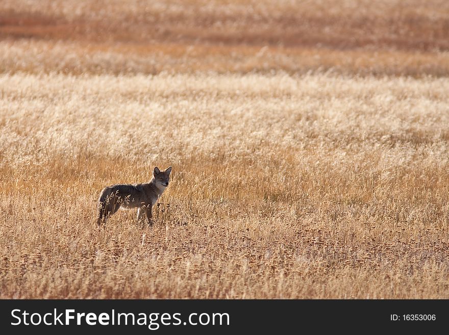 Coyote hunting during the fall season