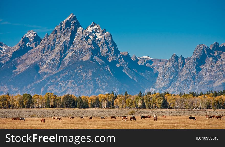 Grand Teton with horses in the foreground during the fall season