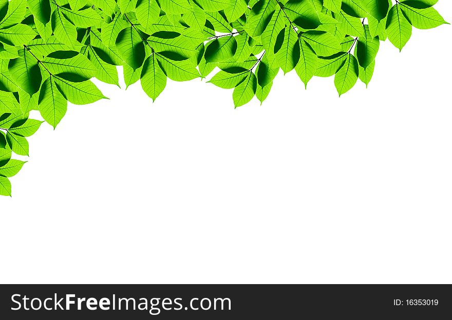 Green leaves on white background isolated