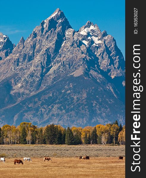 Grand Teton with horses in the foreground during the fall season