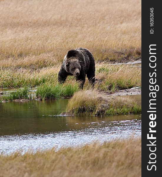 Grizzly bear during the fall season