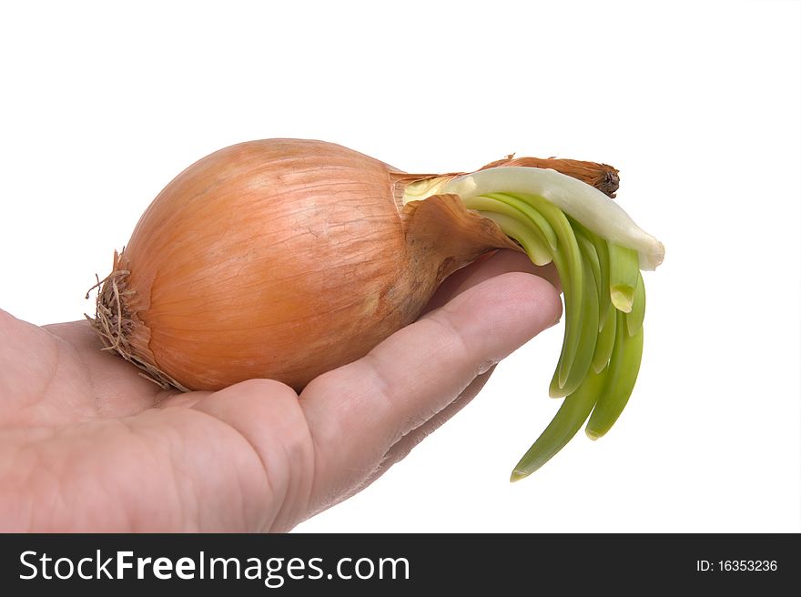 Growing green onion in hand isolated on white. Growing green onion in hand isolated on white