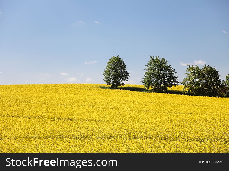 Yellow field rape in bloom with blue sky