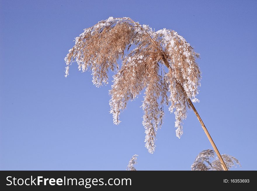 Feather grass snow nature ice winter sky plumes. Feather grass snow nature ice winter sky plumes