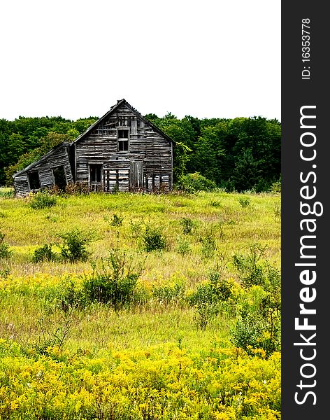 A rustic barn in a field of golden rod.