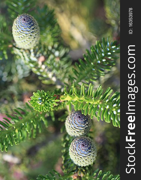 Korean fir - cones green nature. Korean fir - cones green nature