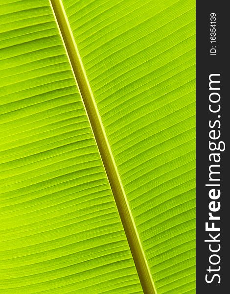 Banana leaf background