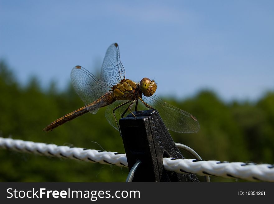 Dragonfly close up on the rope against the blue sky