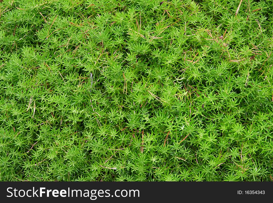 The texture of the green leaves and twigs of plants. Background