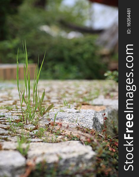 Garden stone path with grass macro, close-up