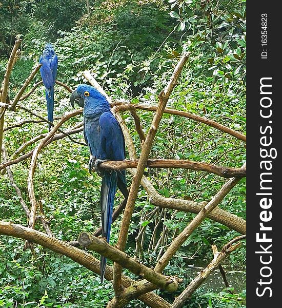 Two beautiful blue Hyacinth Macaw parrots at the Nashville, Tennessee zoo. Two beautiful blue Hyacinth Macaw parrots at the Nashville, Tennessee zoo.