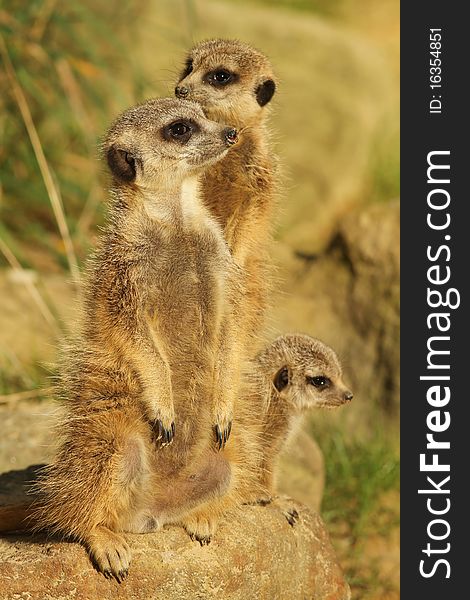 Animals: Family of meerkats on the look out (focus on first one)