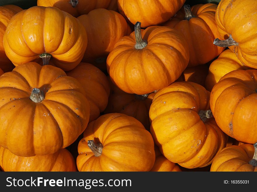Pumpkins on a farm in Pennsylvania