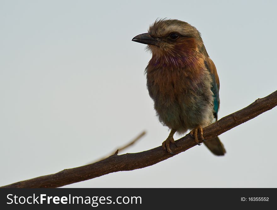 Rufous-crowned Roller on branch