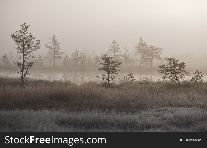 Cold and misty morning in estonian swamp