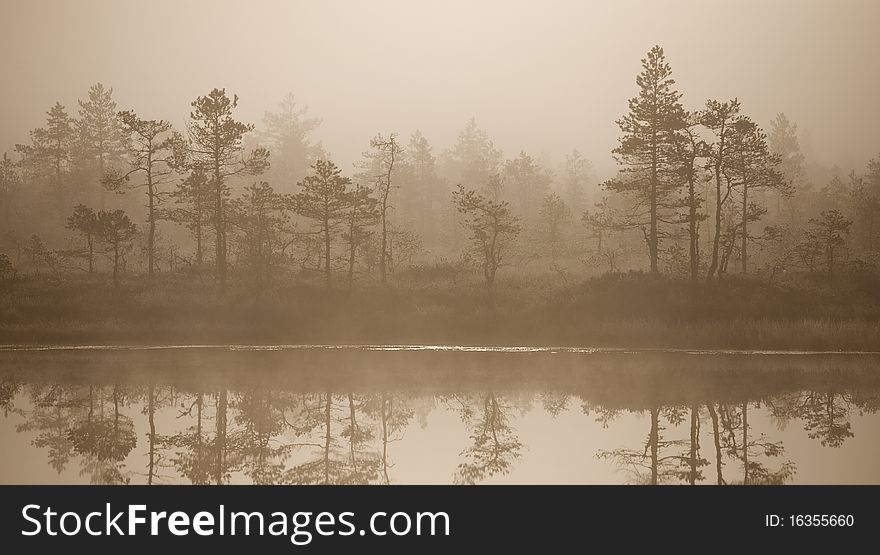 Cold and misty morning in estonian swamp