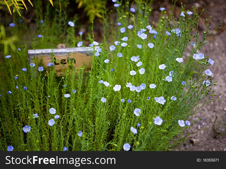 Flowers named linum or flax. Flowers named linum or flax