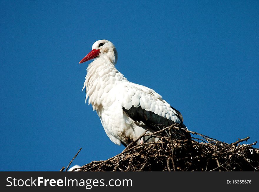 Stork sitting on high nest