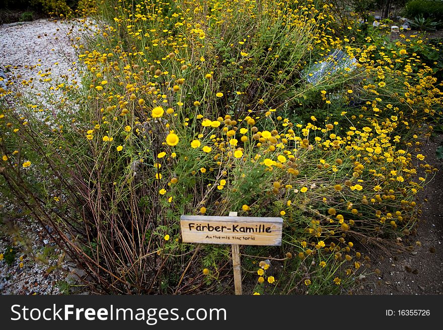 Medical yellow chamomile, also called Anthemis tinctoria or Golden Marguerite. It is a species of the Sunflower family