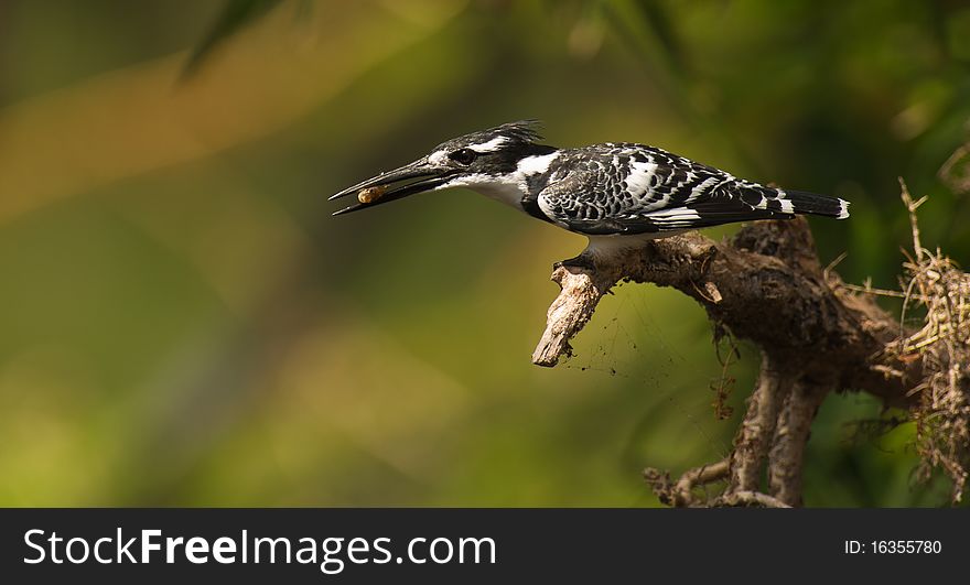 A Pied Kingfisher has just managed to catch a fish. A Pied Kingfisher has just managed to catch a fish