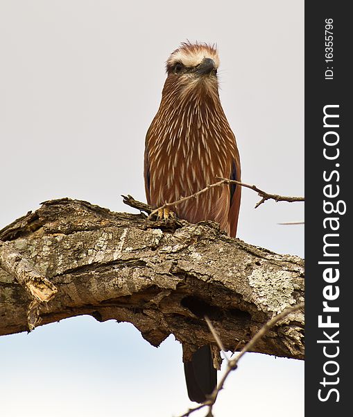 This close-up of the Rufous-crowned Roller shows his characteristic rufous colored belly with white stripes. This close-up of the Rufous-crowned Roller shows his characteristic rufous colored belly with white stripes.