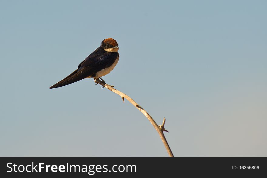 Wire-tailed Swallow  On Branch