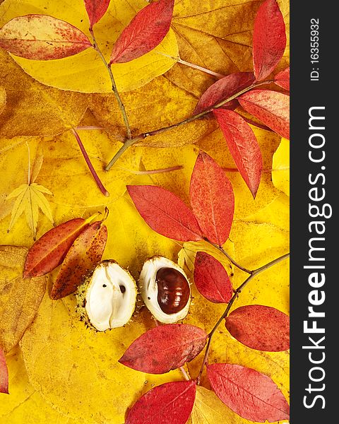 Fall background with open chestnut