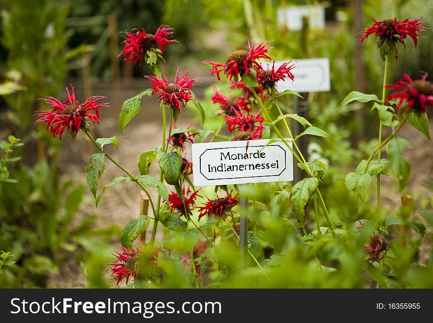 Wild flowers called Monarda (bee balm, horsemint, oswego tea, or bergamot)