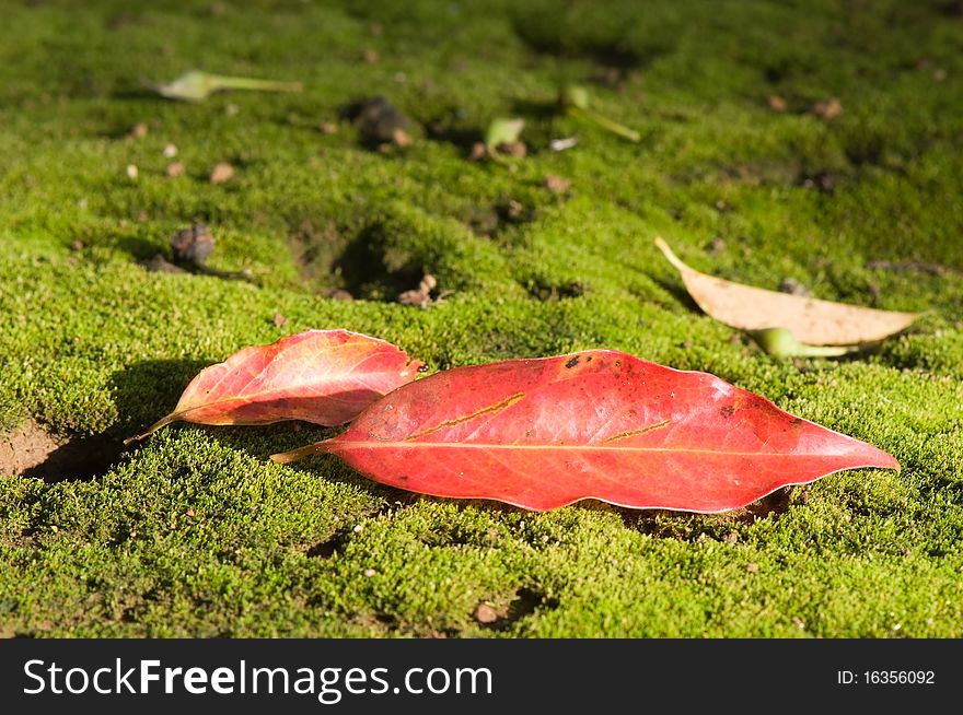 Red leaf on the ground with moss in forest. Red leaf on the ground with moss in forest