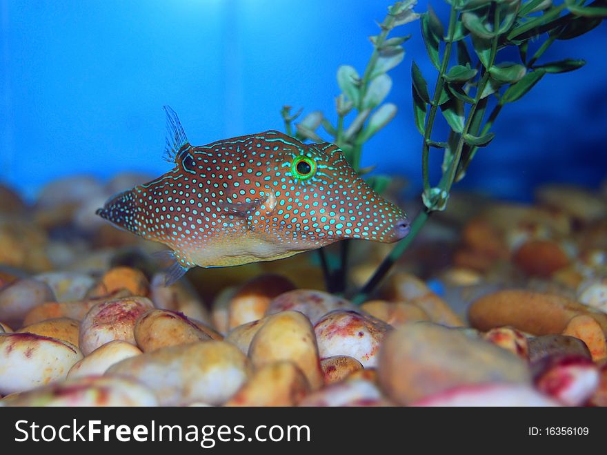 Fish from the Red Sea, lives in an aquarium