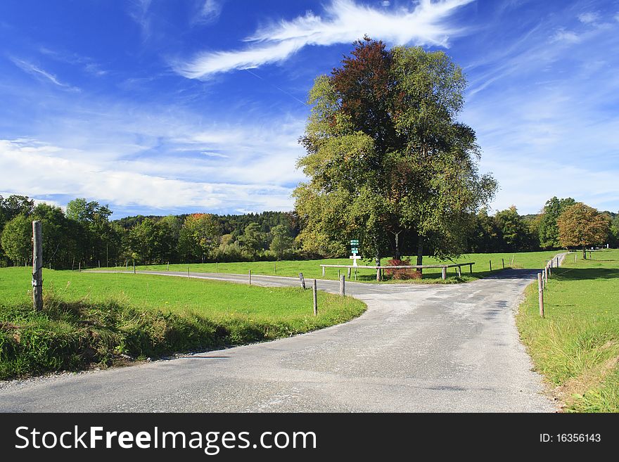 Road with colorful trees in a meadow, german. Road with colorful trees in a meadow, german