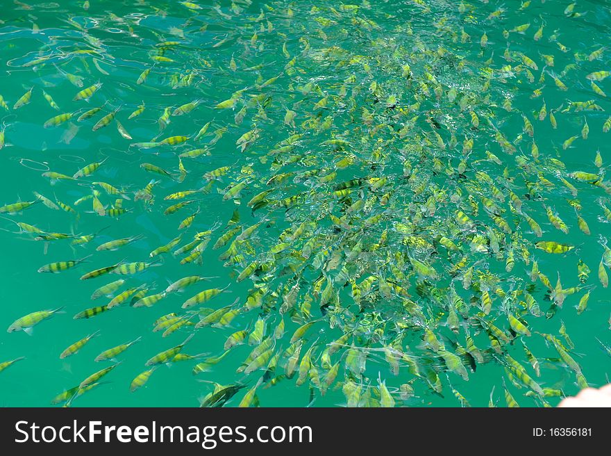 Colony fish in green water in thailand