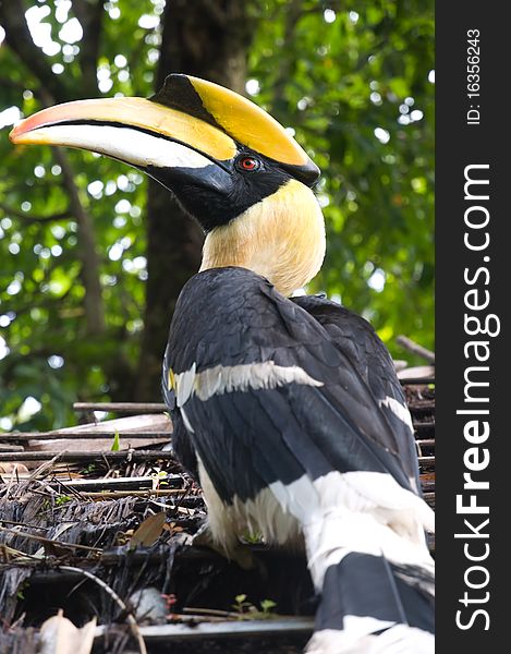 Hornbill on hut roof in forest