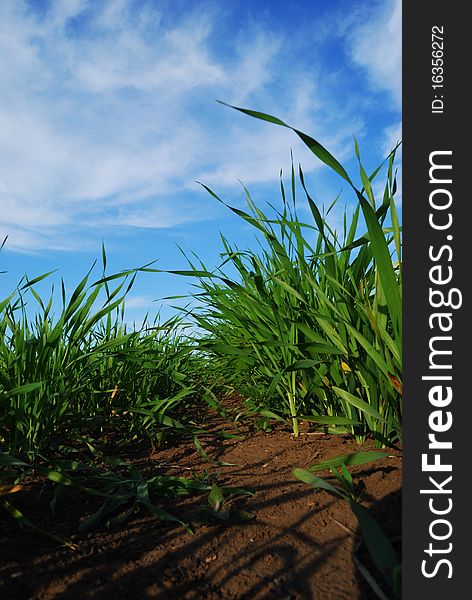 Grass blades with brown soil.