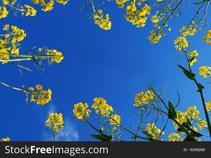 Blue sky framed by yellow flowers. Blue sky framed by yellow flowers.