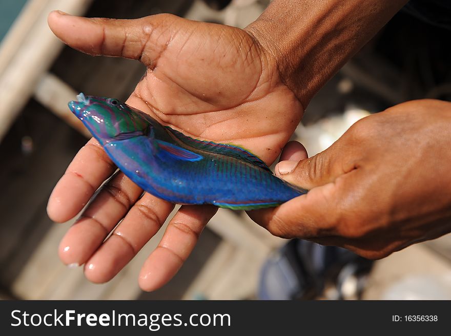 Tropical blue thai fish in hand. Tropical blue thai fish in hand