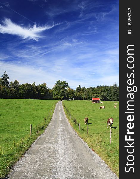 Road with colorful trees in a meadow, germany. Road with colorful trees in a meadow, germany