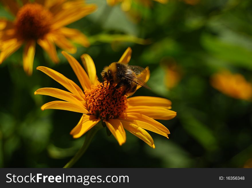 Flower kissed by a bee. Flower kissed by a bee.